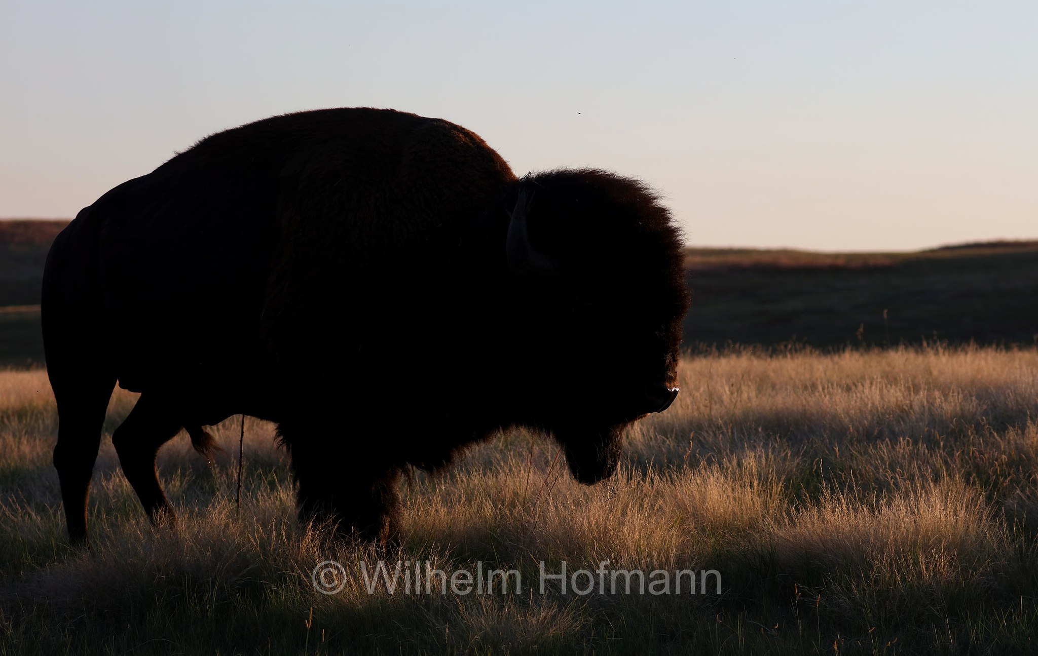 Plains bison, Präriebison, bisonte delle pianure, Bison bison bison, Wind Cave National Park, Wind-Cave-Nationalpark, Parco nazionale di Wind Cave, South Dakota, Dakota del Sud, USA