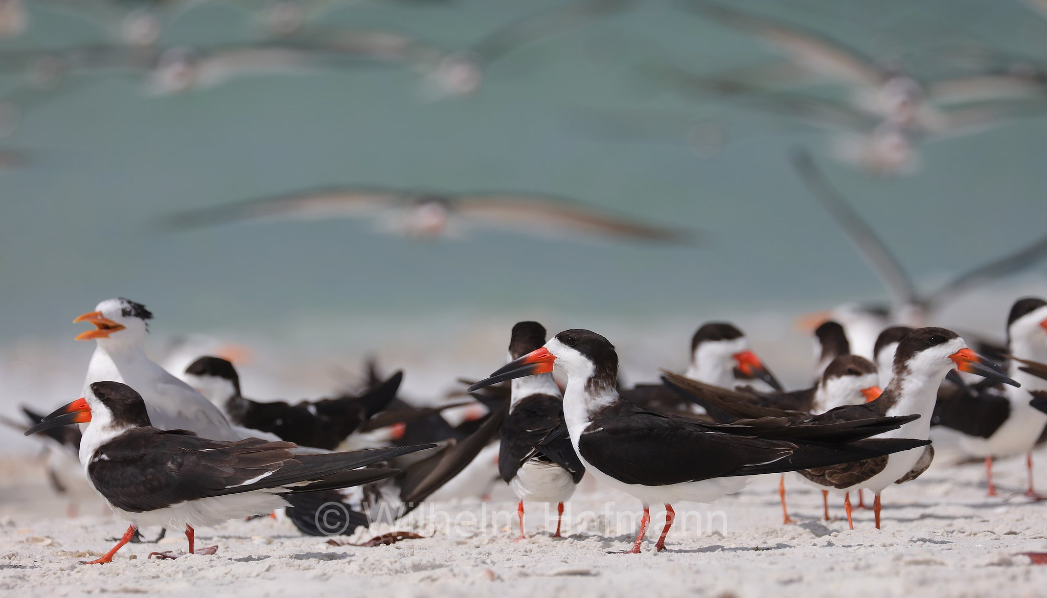 Rynchops niger niger, black skimmer, Amerikascherenschnabel, Amerikanischer Scherenschnabel, Schwarzmantel-Scherenschnabel, becco a cesoia americano, becco a forbice americano, Lovers Key Beach, Lovers Key State Park, Florida, USA