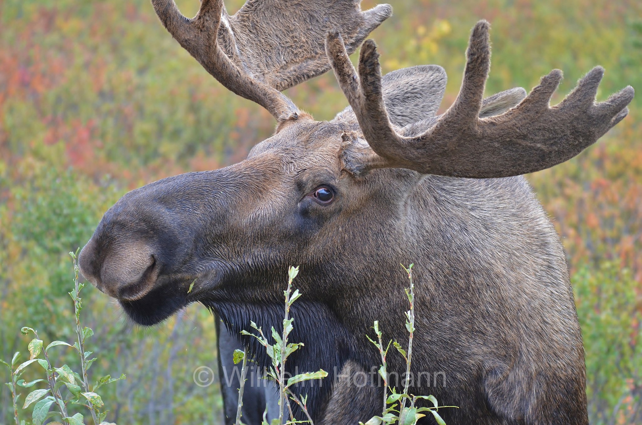 Alces alces gigas, Alaska moose, Alaskan moose, Giant moose, Yukon moose, Alaska-Elch, alce dell'Alaska, Savage River Campground, Denali National Park, Denali National Park and Preserve, Denali-Nationalpark, Parco nazionale del Denali, Alaska, USA