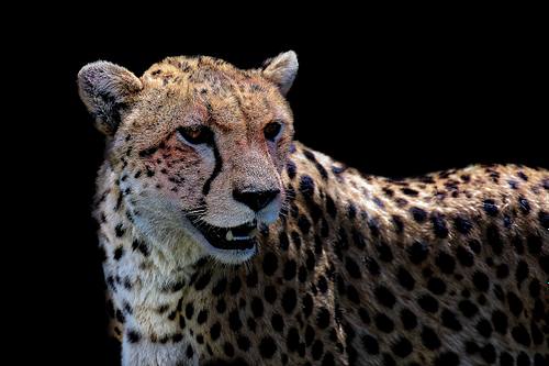 Guépard au Kenya