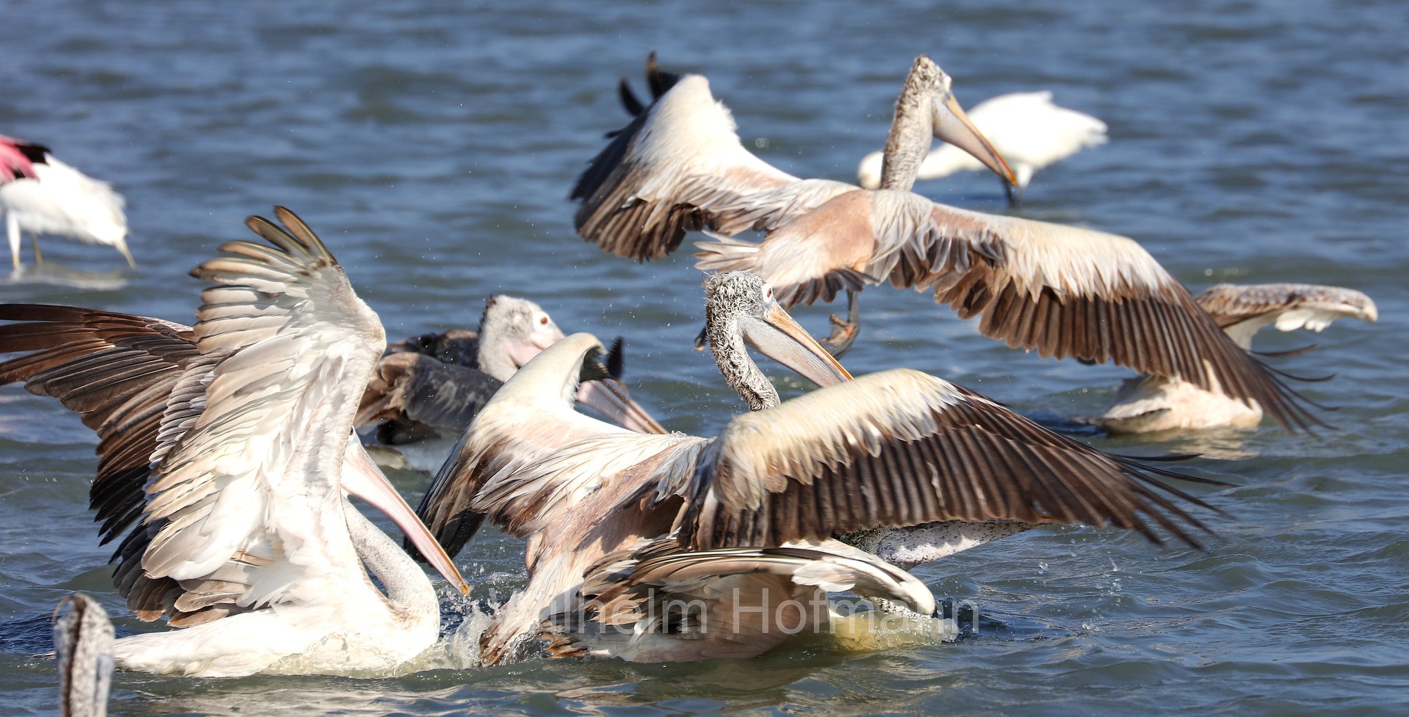 spot-billed pelican, gray pelican, Graupelikan, Philippinenpelikan, Fleckschnabelpelikan, pellicano delle Filippine, Pelecanus philippensis, Sri Lanka, Bundala National Park, Bundala Nationalpark, Parco nazionale Bundala