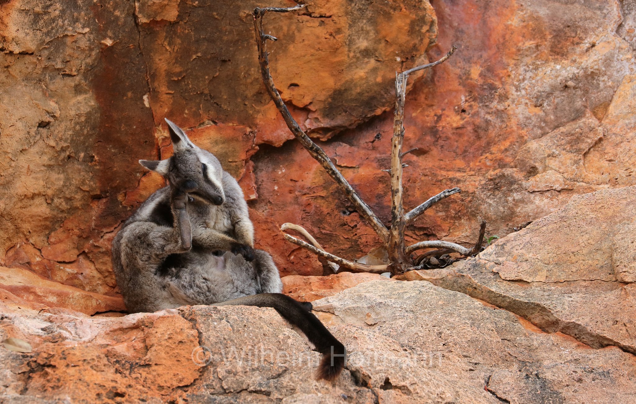 Petrogale lateralis, ﻿black-flanked rock-wallaby, black-footed rock-wallaby, warru, Schwarzpfoten-Felskänguru, wallaby delle rocce dai fianchi neri, wallaby delle rocce dai piedi neri, warru, Mandu Mandu Gorge, Cape Range National Park, Cape-Range-Nationalpark, Western Australia, Westaustralien, Australia Occidentale, Australia, Australien