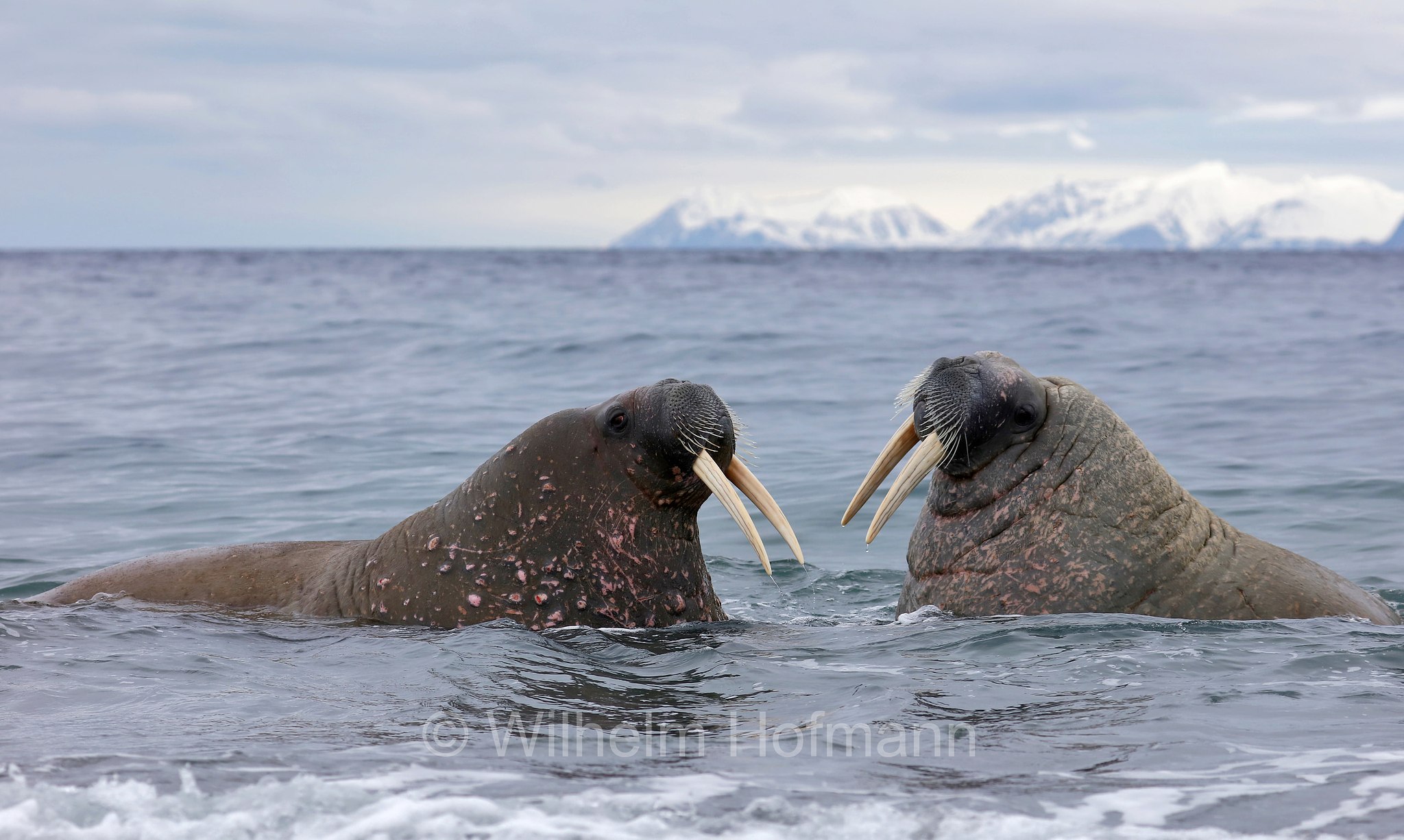 Odobenus rosmarus rosmarus, Atlantic walrus, Atlantisches Walross, tricheco dell'Atlantico, Forlandet National Park, Forlandet-Nationalpark, parco nazionale Forlandet, Prins Karls Forland, Prinz-Karl-Vorland, Svalbard, Spitzbergen, Norway, Norwegen, Norvegia