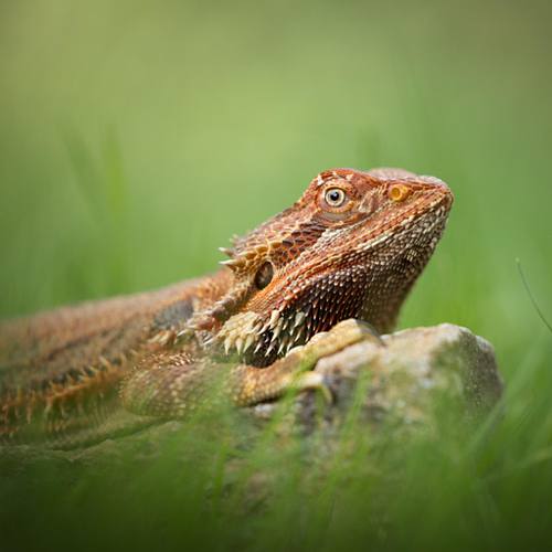 Overige huisdieren
