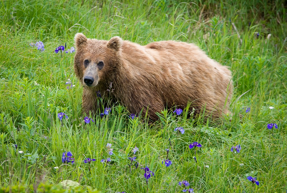 A Flowered Grizzly 