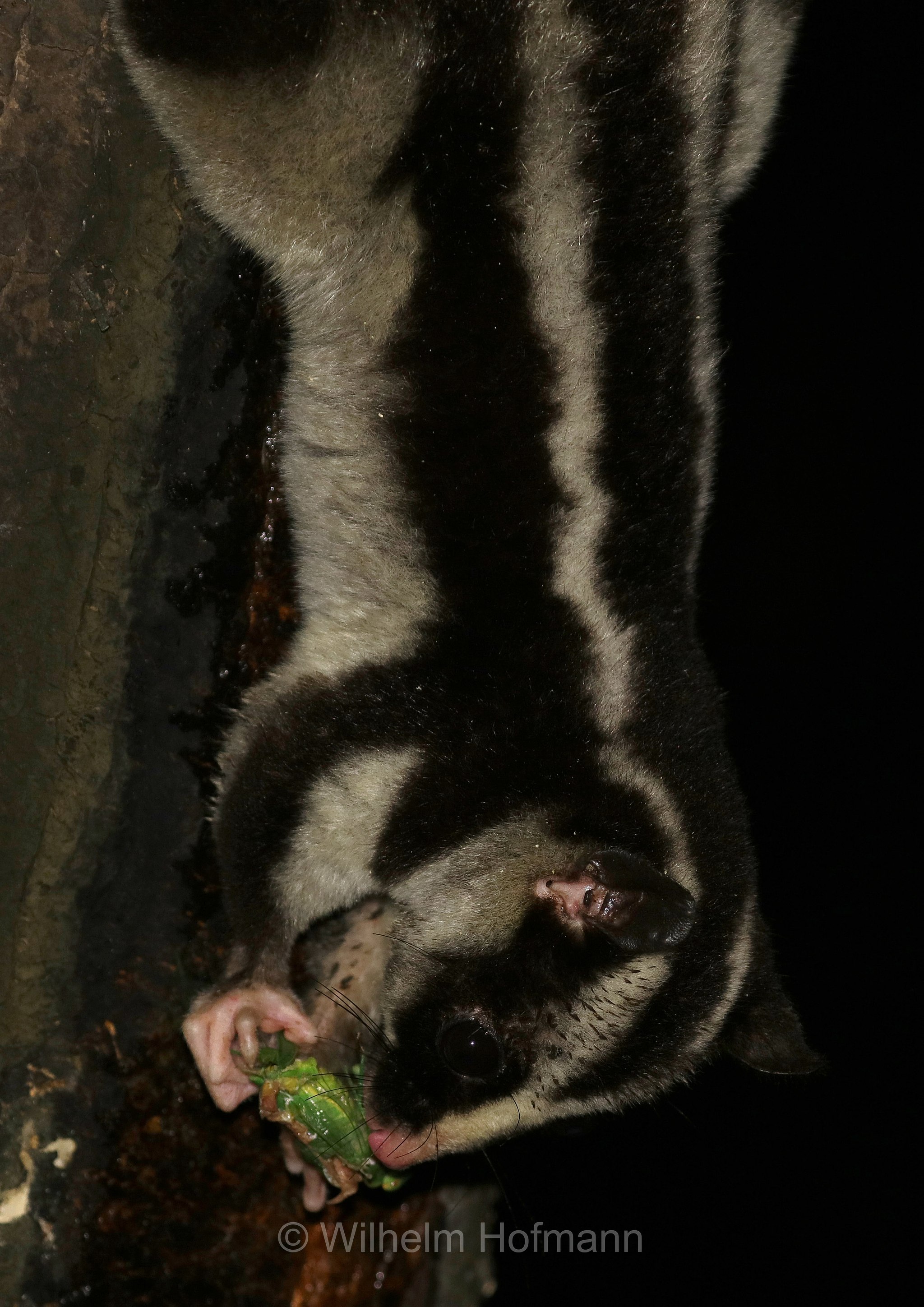 Dactylopsila trivirgata, striped possum, common striped possum, Großer Streifenbeutler, opossum striato grande, Crater Lakes National Park, Crater-Lakes-Nationalpark, Queensland, Australia, Australien