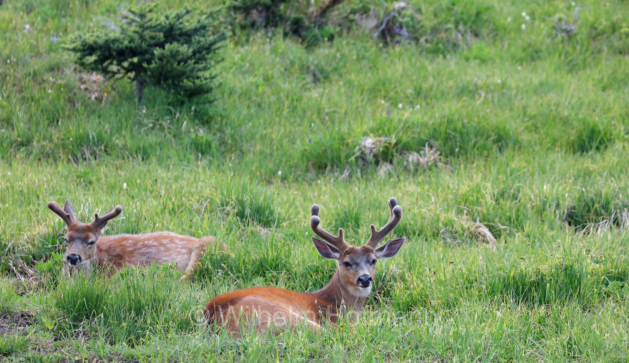 Odocoileus hemionus columbianus, Columbian black-tailed deer, Columbia-Schwarzwedelhirsch, cervo dalla coda nera, Hurricane Ridge, Olympic National Park, Olympic-Nationalpark, Olympic-Nationalpark, Washington, USA