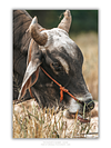 COLLECTION - GIANTS OF THE LAND VERTICAL - "Grazing Time" - LIMITED EDITION 10 of 10