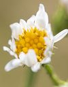 Pretty Flowers