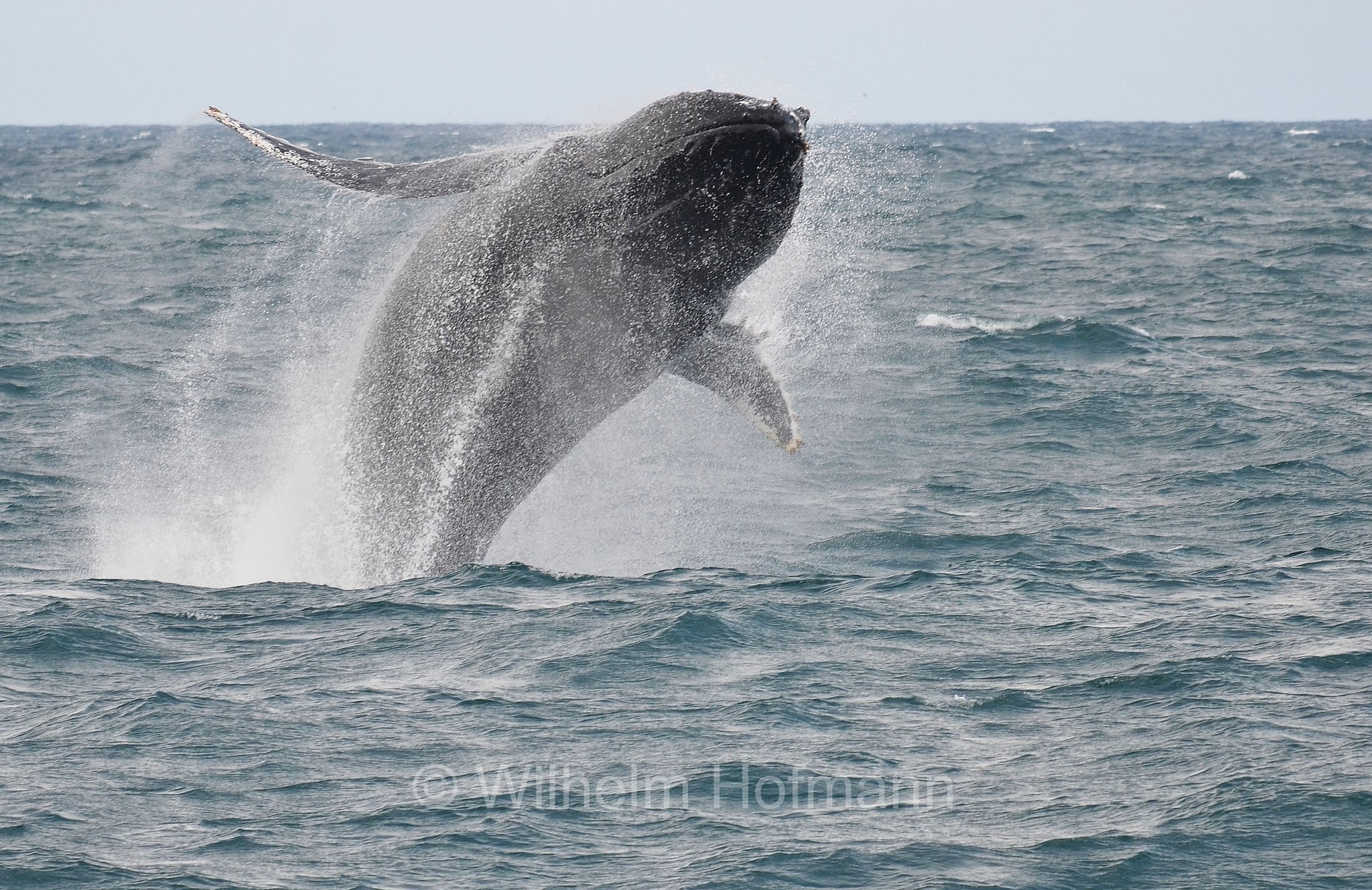 Humpback Whale, Buckelwal, megattera, Megaptera novaeangliae, Tasman Sea, Tasmansee, Mar di Tasman, Sydney, New South Wales, Nuovo Galles del Sud, Australia, Australien