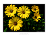 THE ONE - WILDLIFE & NATURE - "Yellow Cluster" - LIMITED EDITION 5 of 5