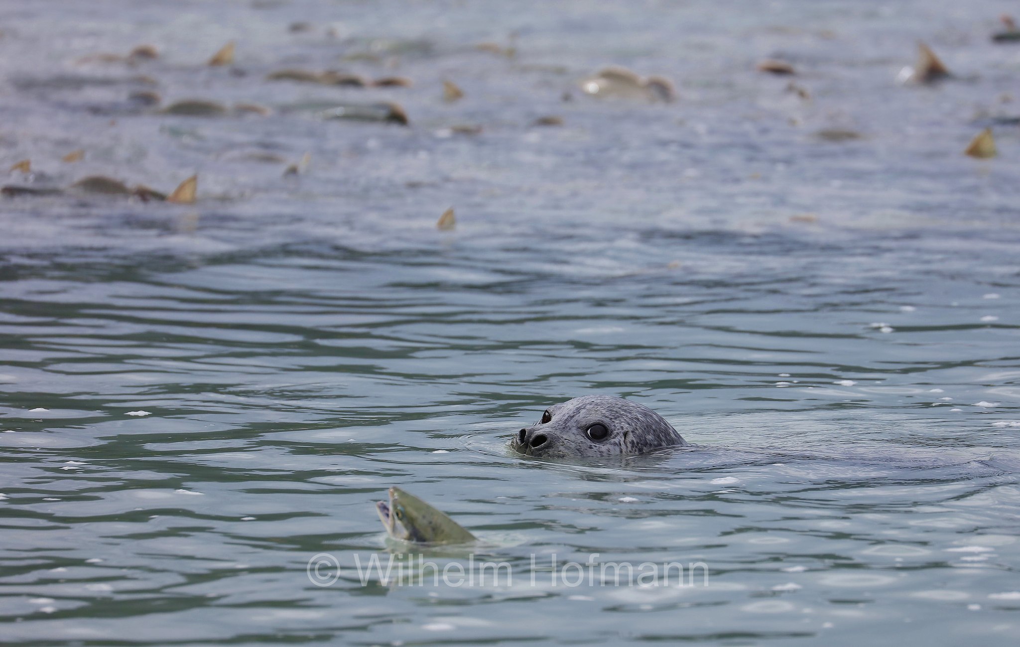 Phoca vitulina, harbor seal, harbour seal, common seal, Seehund, foca comune, Solomon Gulch Hatchery, Valdez, ﻿Prince William Sound, Prinz-William-Sund, Stretto di Prince William, Alaska, USA