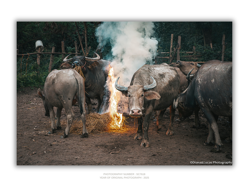 COLLECTION - GIANTS OF THE LAND HORIZONTAL - "Around the Fire" - LIMITED EDITION 10 of 10