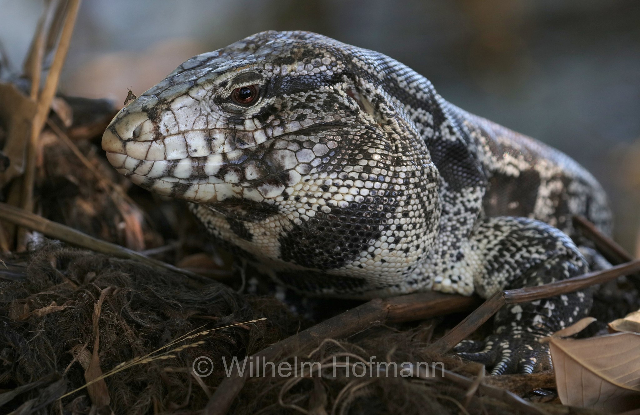 Argentine black and white tegu, Argentine giant tegu, black and white tegu, blue tegu, huge tegu, Schwarzweißer Teju, tegu argentino bianco e nero, tegu gigante argentino, lagarto overo, Salvator merianae, Pantanal, Mato Grosso, Brazil, Brasil, Brasile, Brasilien