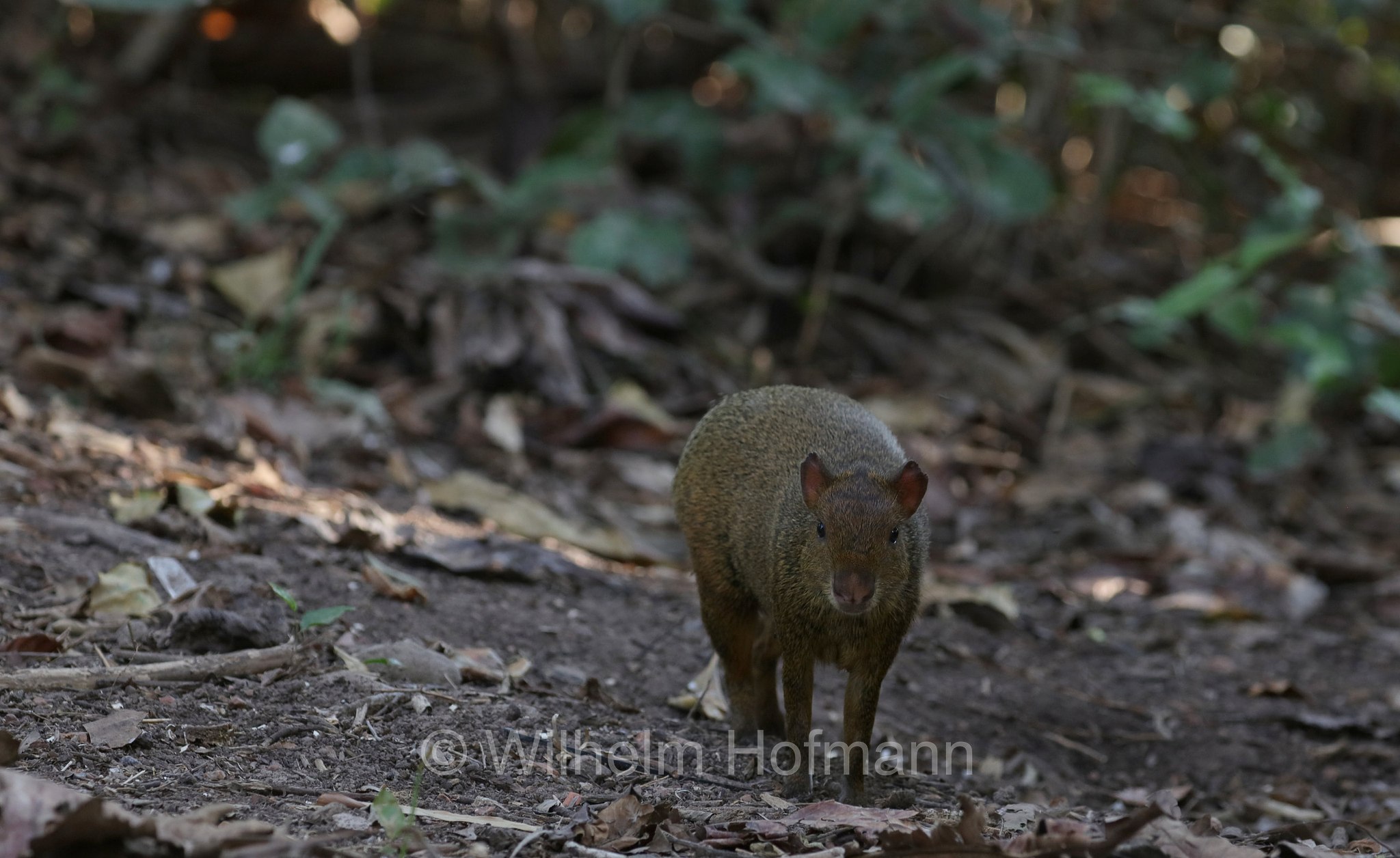 Azara's agouti, Azara-Aguti, aguti di Azara, Dasyprocta azarae, Pantanal, Mato Grosso, Brazil, Brasil, Brasile, Brasilien
