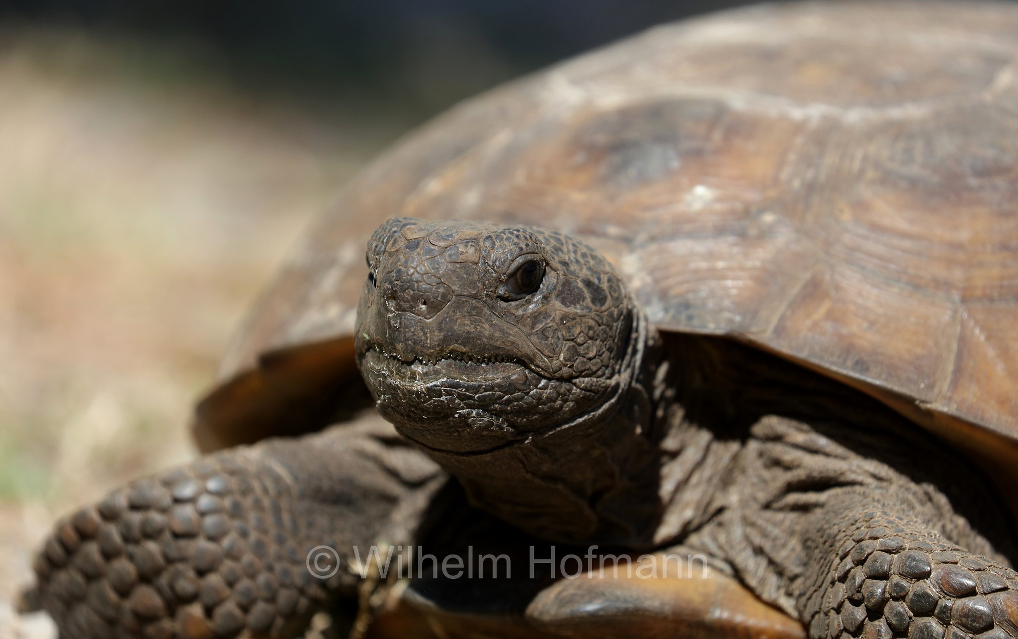 Gopherus polyphemus, gopher tortoise, Georgia-Gopherschildkröte, Florida-Gopherschildkröte, tartaruga gopher, testuggine gopher, Key Vista Nature Park, Florida, USA