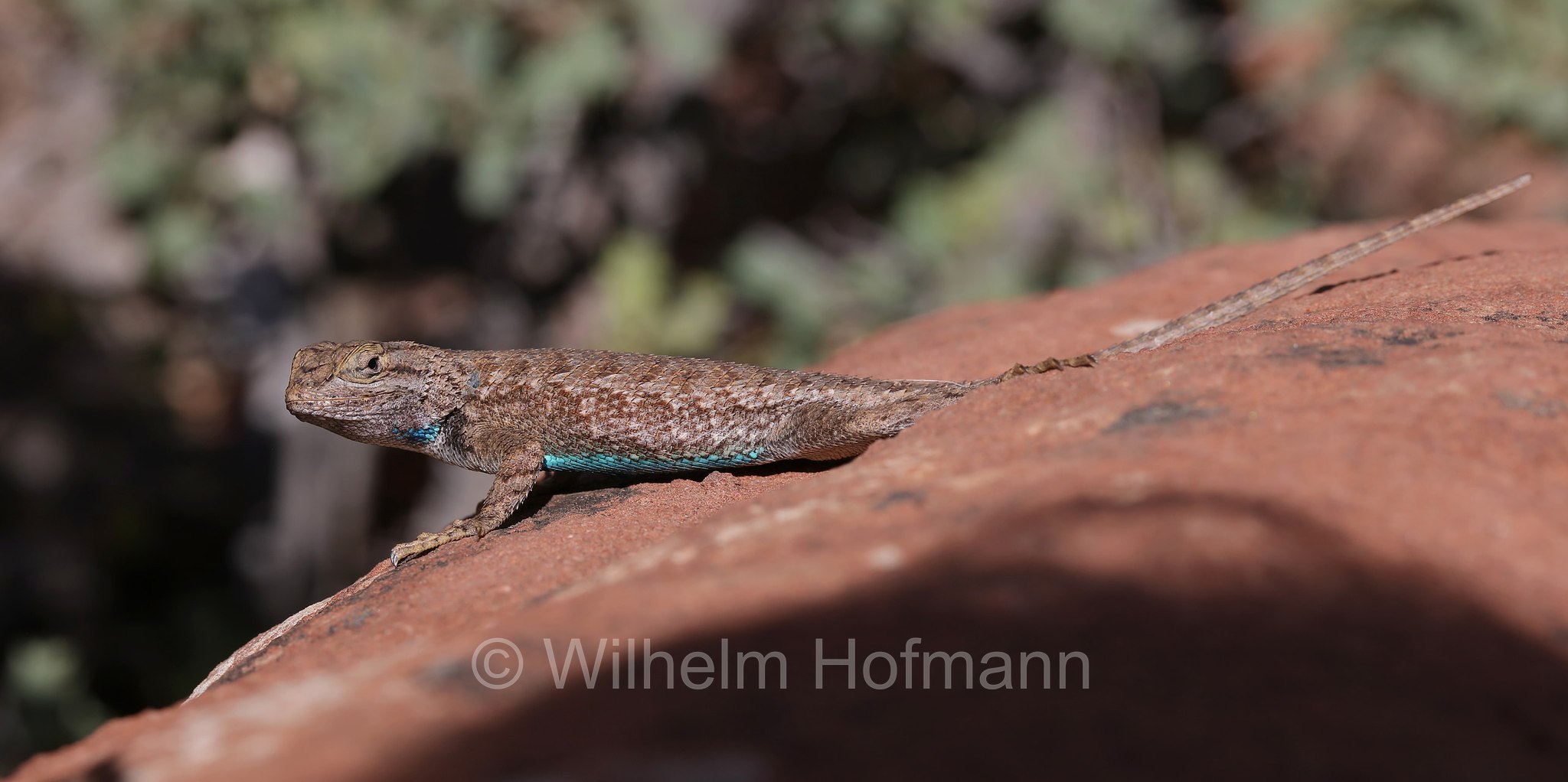 Sceloporus graciosus, sagebrush lizard, sagebrush swift, Beifuß-Stachelleguan, Pine Creek Canyon Overlook, Zion National Park, Zion-Nationalpark, Parco nazionale di Zion, Utah, USA