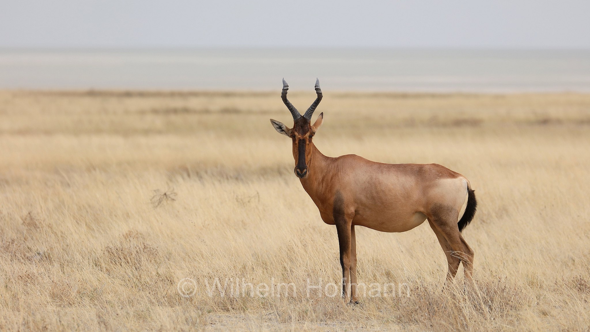 red hartebeest, Cape hartebeest, Caama, Südafrikanische Kuhantilope, Südliche Kuhantilope, Rote Kuhantilope, Kap-Hartebeest, Kaama, alcelafo rosso, Alcelaphus buselaphus caama, Etosha-Nationalpark, Etosha National Park, parco nazionale d'Etosha, Namibia