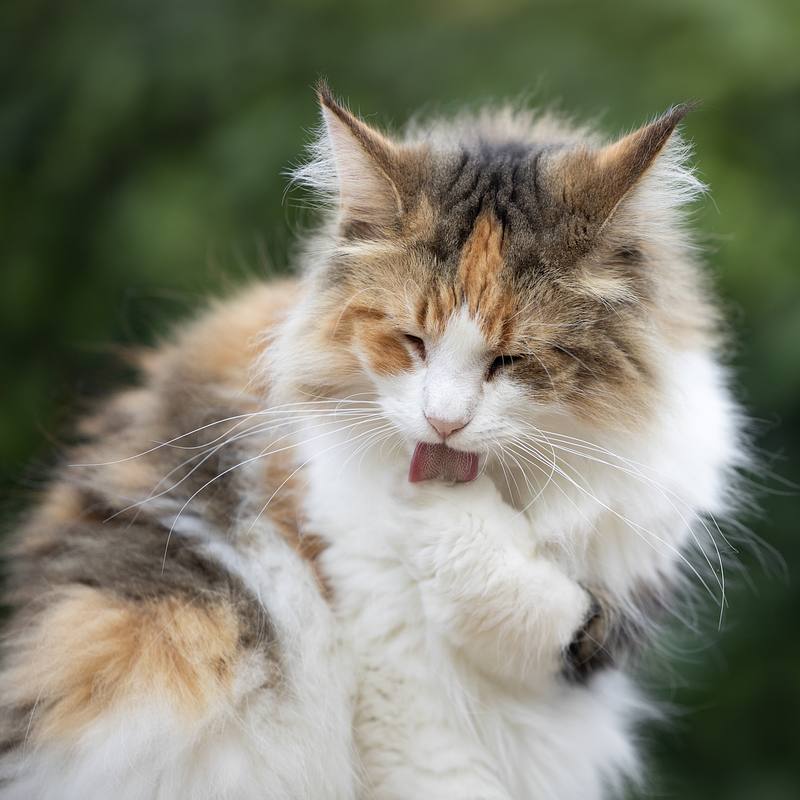 Hoe fotografeer je 8 katten tegelijk? Een fotoshoot met 8 Noorse Boskatten