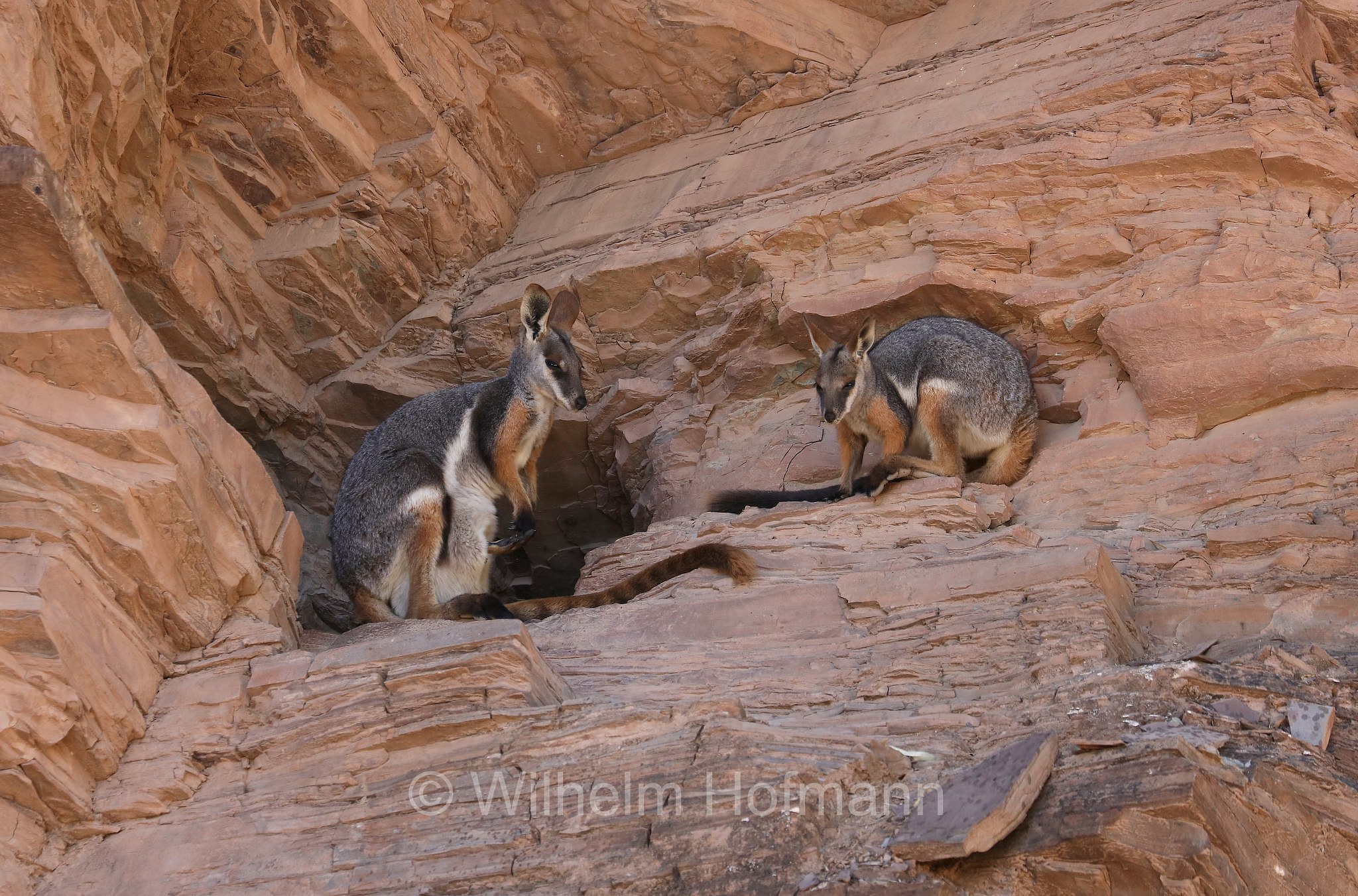 yellow-footed rock-wallaby, ring-tailed rock-wallaby, Gelbfuß-Felskänguru, wallaby delle rocce dai piedi gialli, Petrogale xanthopus, Brachina Gorge, Ikara–Flinders Ranges National Park, Ikara-Flinderskette-Nationalpark, parco nazionale Monti Flinders, South Australia, Südaustralien, Australia Meridionale, Australia, Australien