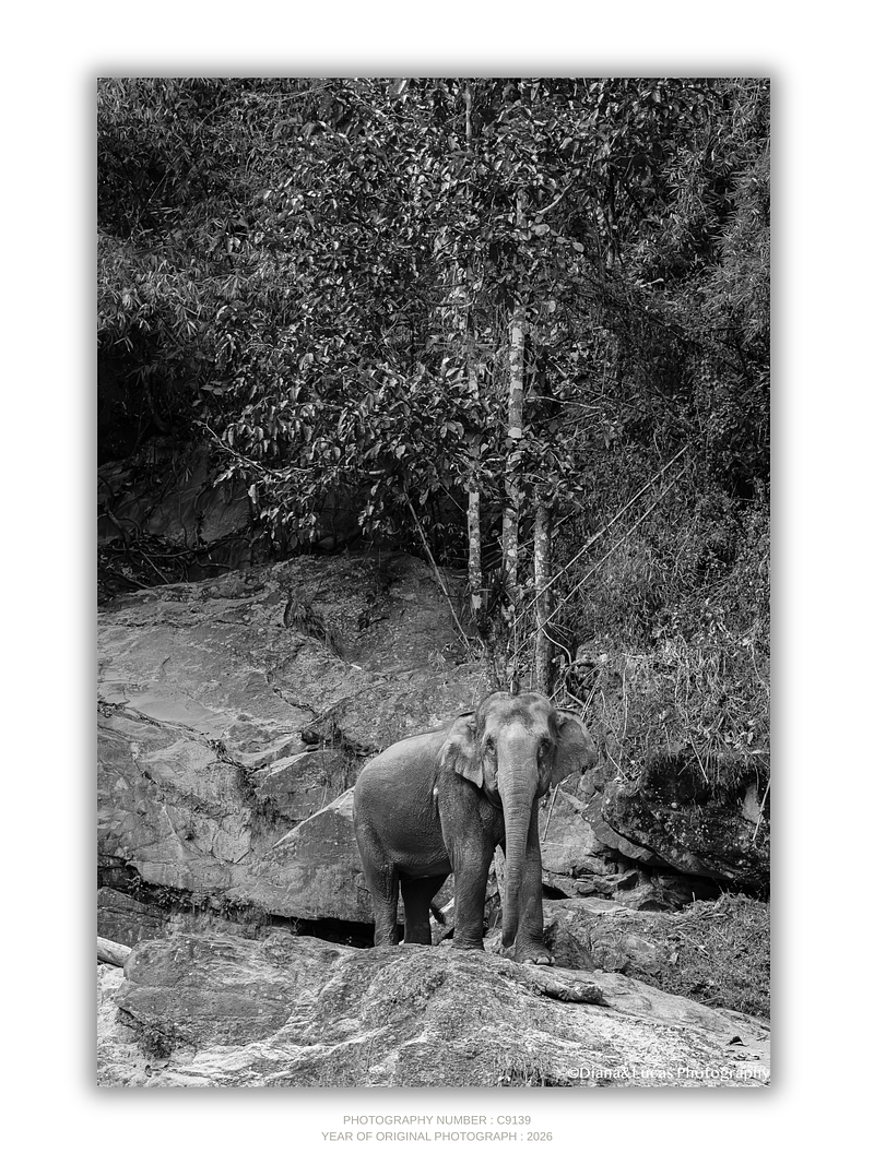 COLLECTION - GIANTS OF THE LAND VERTICAL - "One in the Landscape" - LIMITED EDITION 10 of 10