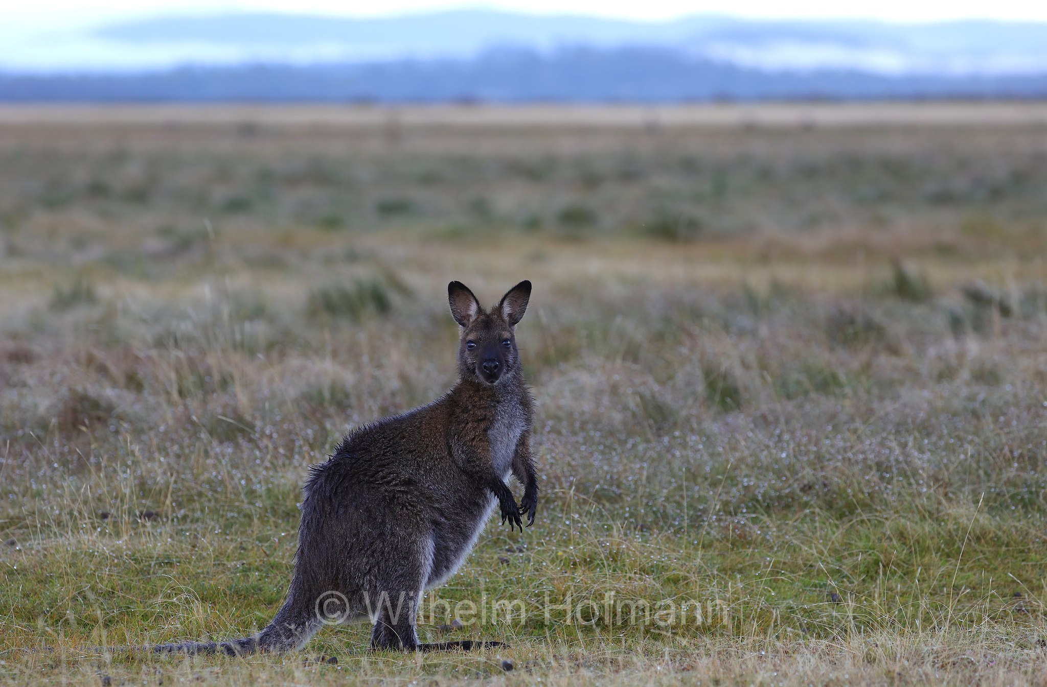red-necked wallaby, Bennett's wallaby, Rotnackenwallaby, Bennett-Wallaby, Bennett-Känguru, wallaby dal collo rosso, wallaby di Bennet, Notamacropus rufogriseus, Narawntapu National Park, Narawntapu-Nationalpark, parco nazionale Narawntapu, Tasmania, Tasmanien, Australia, Austalien