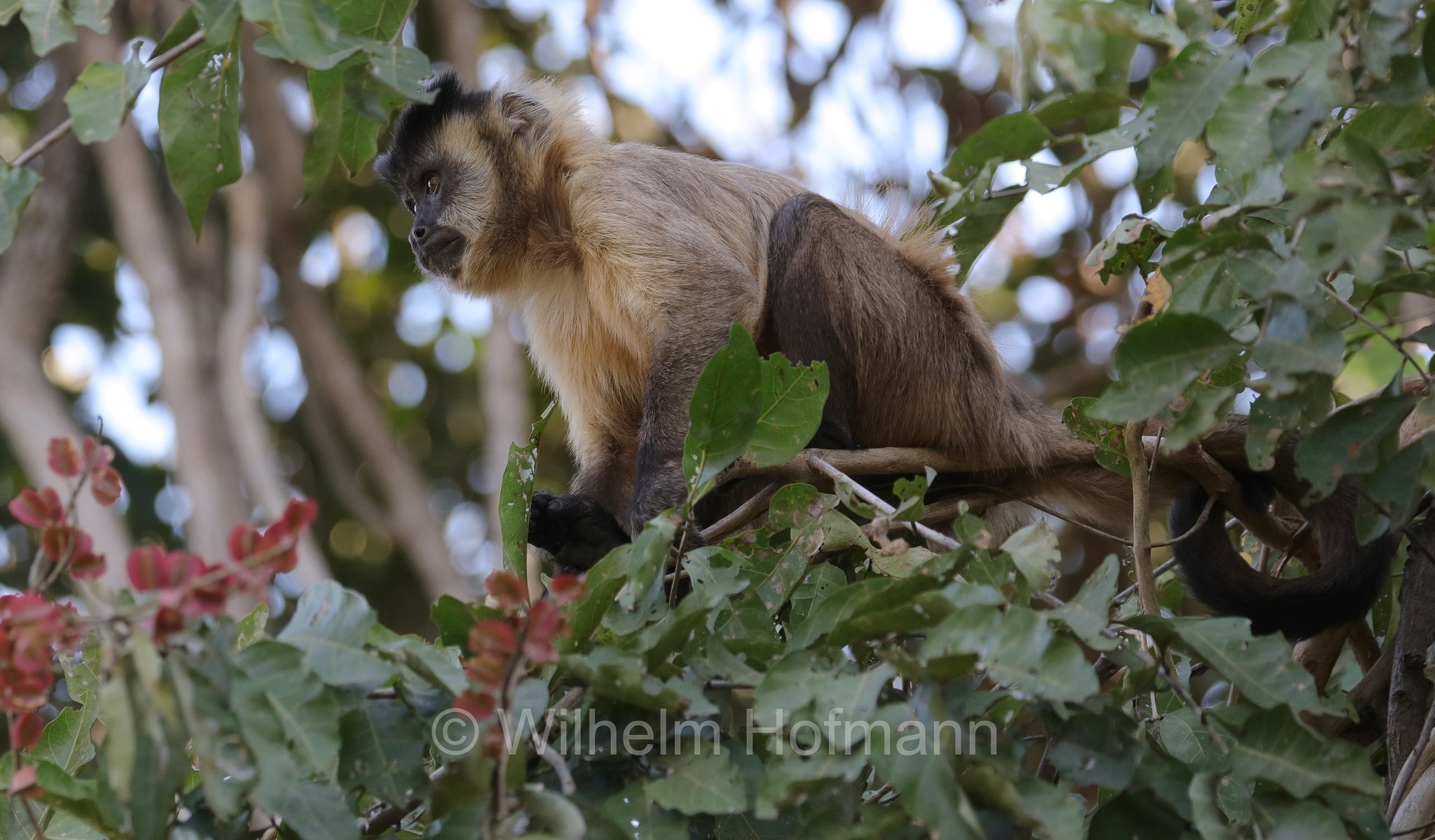hooded capuchin, Azaras's capuchin, Azara-Kapuzineraffe, cebo di Azara, Sapajus cay, Pantanal, Mato Grosso, Brazil, Brasil, Brasile, Brasilien