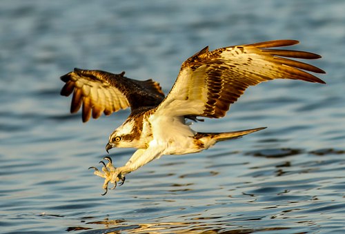 Osprey / Fiske&oslash;rn Photography