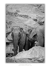 THE ONE - WILDLIFE & NATURE - "The Bond" - LIMITED EDITION 5 of 5