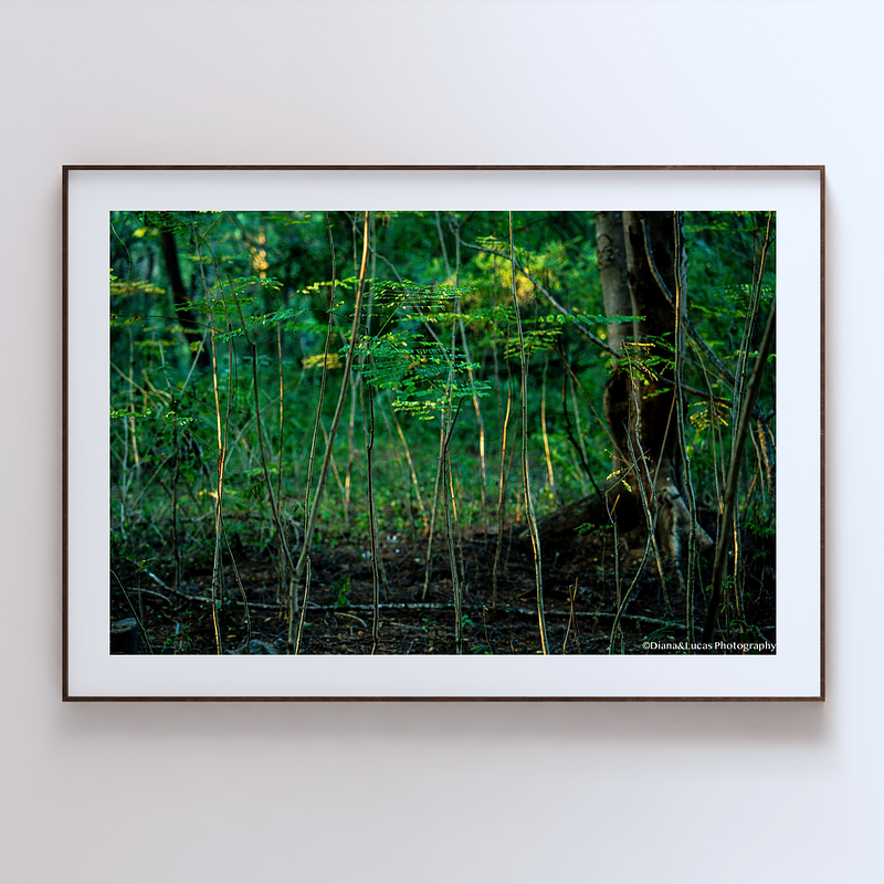 THE ONE - LINES & SHAPES - "Young Forest" - LIMITED EDITION 5 of 5
