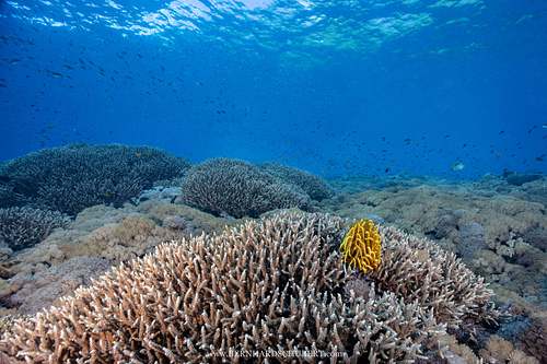 Anneissia bennetti - Bennet's bushy feather star on Acropora