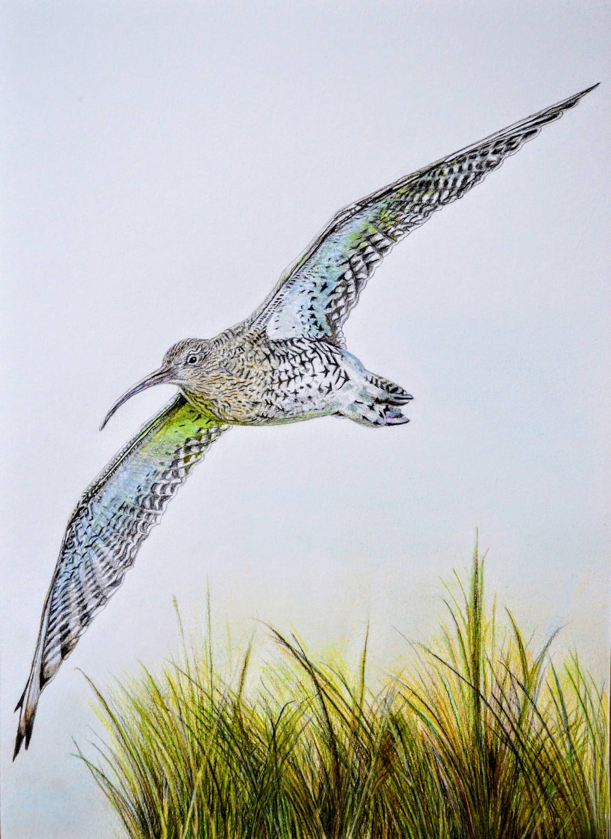 Against The Odds coloured pencil fine art drawing of a curlew in flight over grassland on a white background