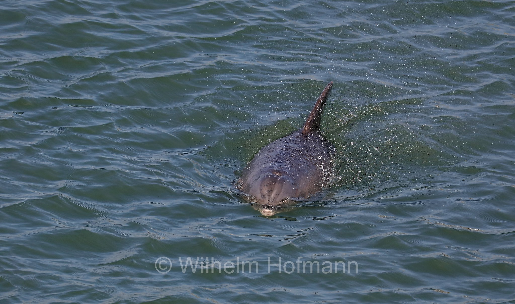 Tursiops truncatus, common bottlenose dolphin, Atlantic bottlenose dolphin, Großer Tümmler, Gewöhnlicher Großer Tümmler, tursìope comune, John's Pass, Florida, USA