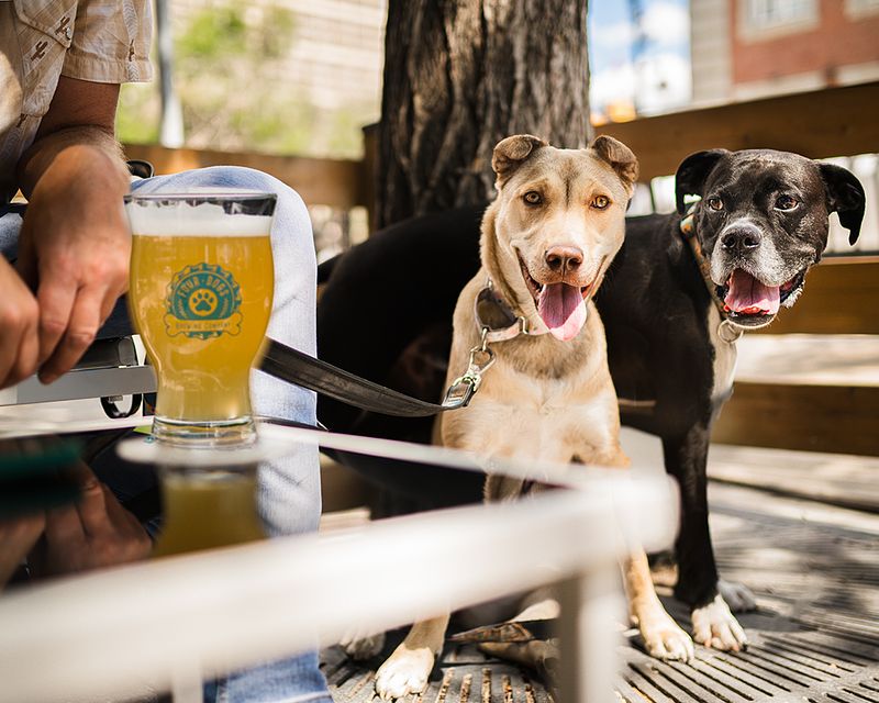 Let's Bark About It: Drinks on a Patio