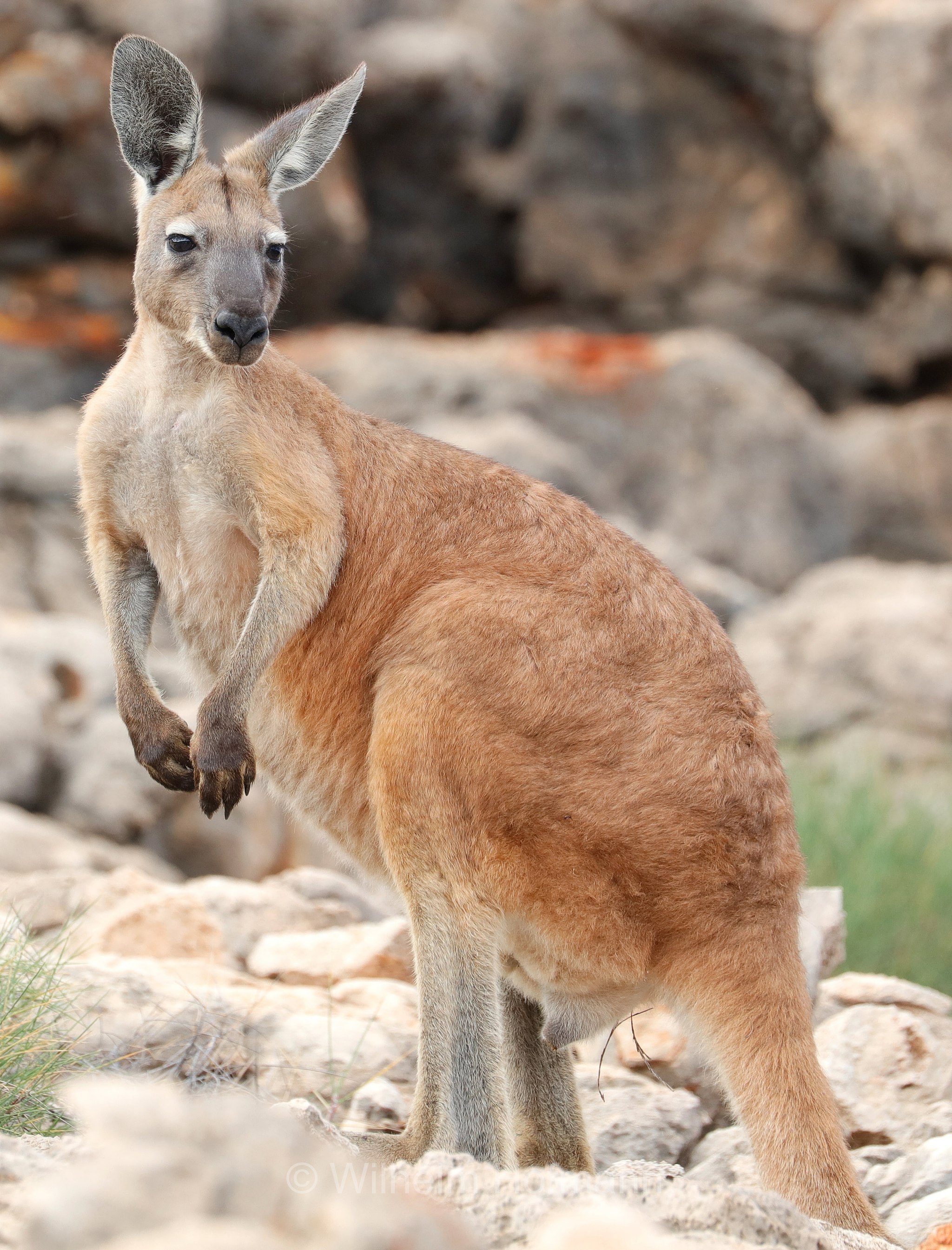 Osphranter rufus, red kangaroo, Rotes Riesenkänguru, canguro rosso, Mandu Mandu Gorge, Cape Range National Park, Cape-Range-Nationalpark, Western Australia, Westaustralien, Australia Occidentale, Australia, Australien