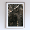 COLLECTION - GIANTS OF THE LAND VERTICAL - "That Color" - LIMITED EDITION 10 of 10