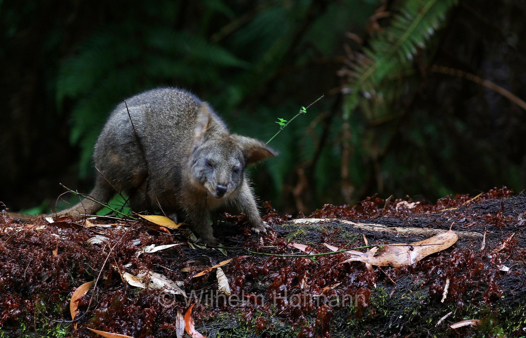 Tasmanian pademelon, rufous-bellied pademelon, red-bellied pademelon, Rotbauchfilander, pademelon della Tasmania, pademelon dal ventre rossiccio, pademelon dal ventre rosso, Thylogale billardierii, Fern Glade Platypus Reserve, Tasmania, Tasmanien, Australia, Australien
