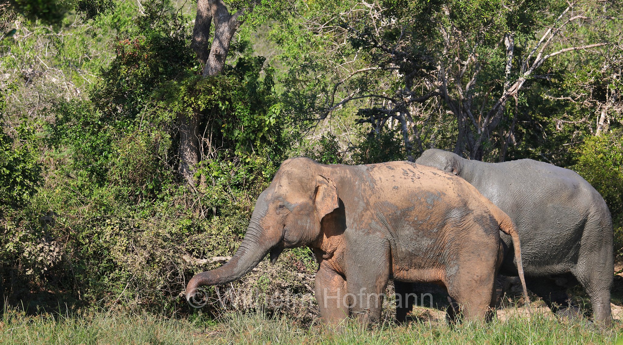 Sri Lankan elephant, Sri-Lanka-Elefant, Ceylon-Elefant, elefante dello Sri Lanka, Elephas maximus maximus, Sri Lanka, Bundala National Park, Bundala Nationalpark, Parco nazionale Bundala