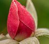 Pretty Flowers