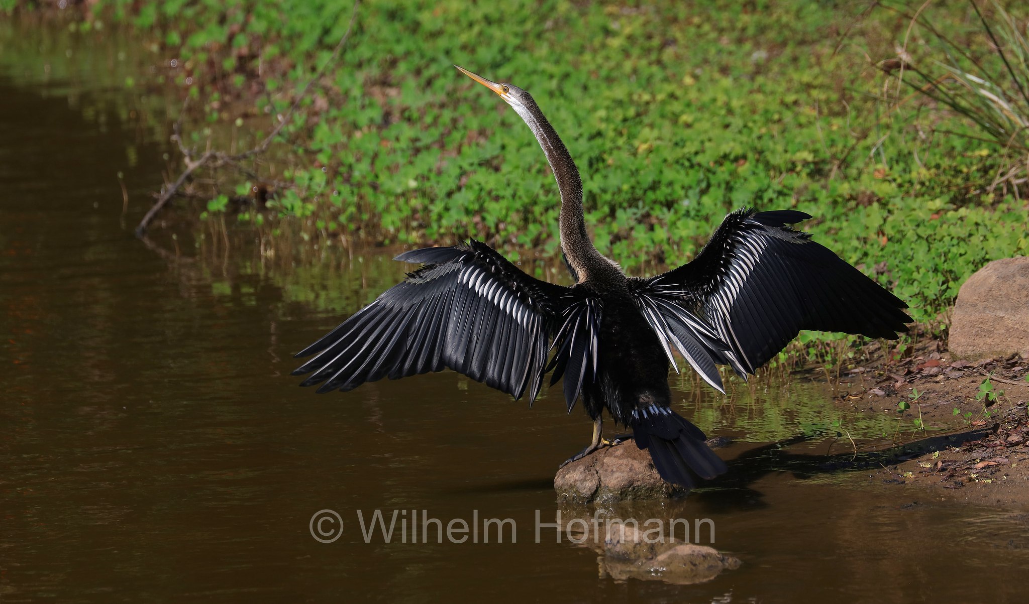 Oriental darter, snakebird, Orient-Schlangenhalsvogel, Indien-Schlangenhalsvogel, Indischer Schlangenhalsvogel, aninga asiatica, Anhinga melanogaster, Sri Lanka, Yala National Park, Yala Nationalpark, Parco nazionale di Yala