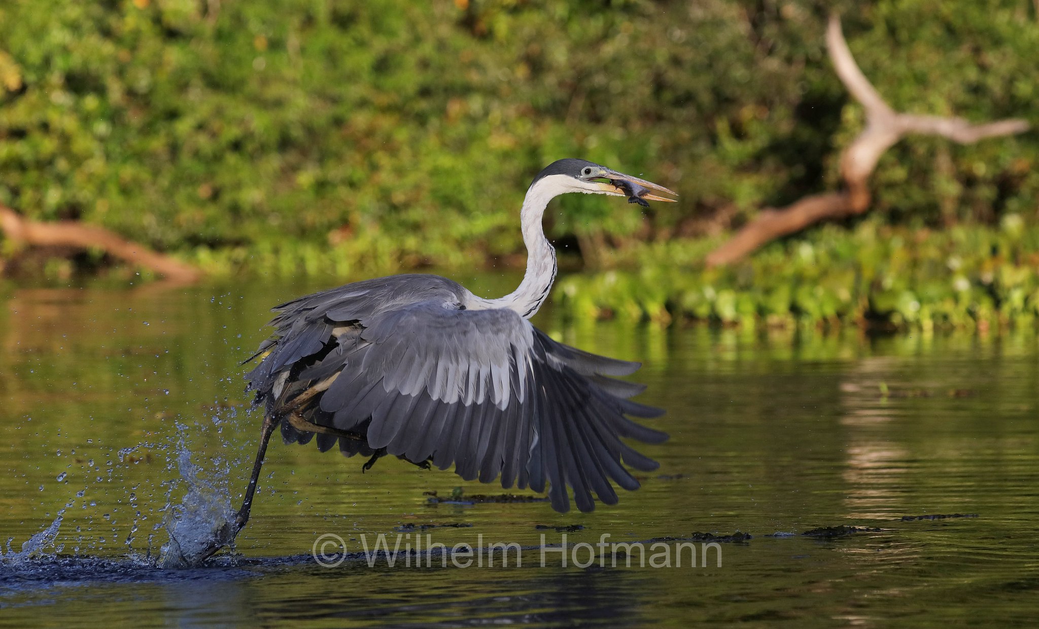 cocoi heron, Cocoireiher, airone cocoi, Ardea cocoi, Pantanal, Mato Grosso, Brazil, Brasil, Brasile, Brasilien, Rio Sararé