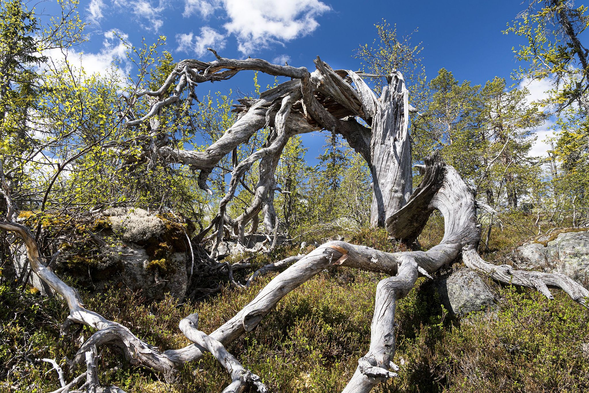Naturwaldreservat Trillemarka