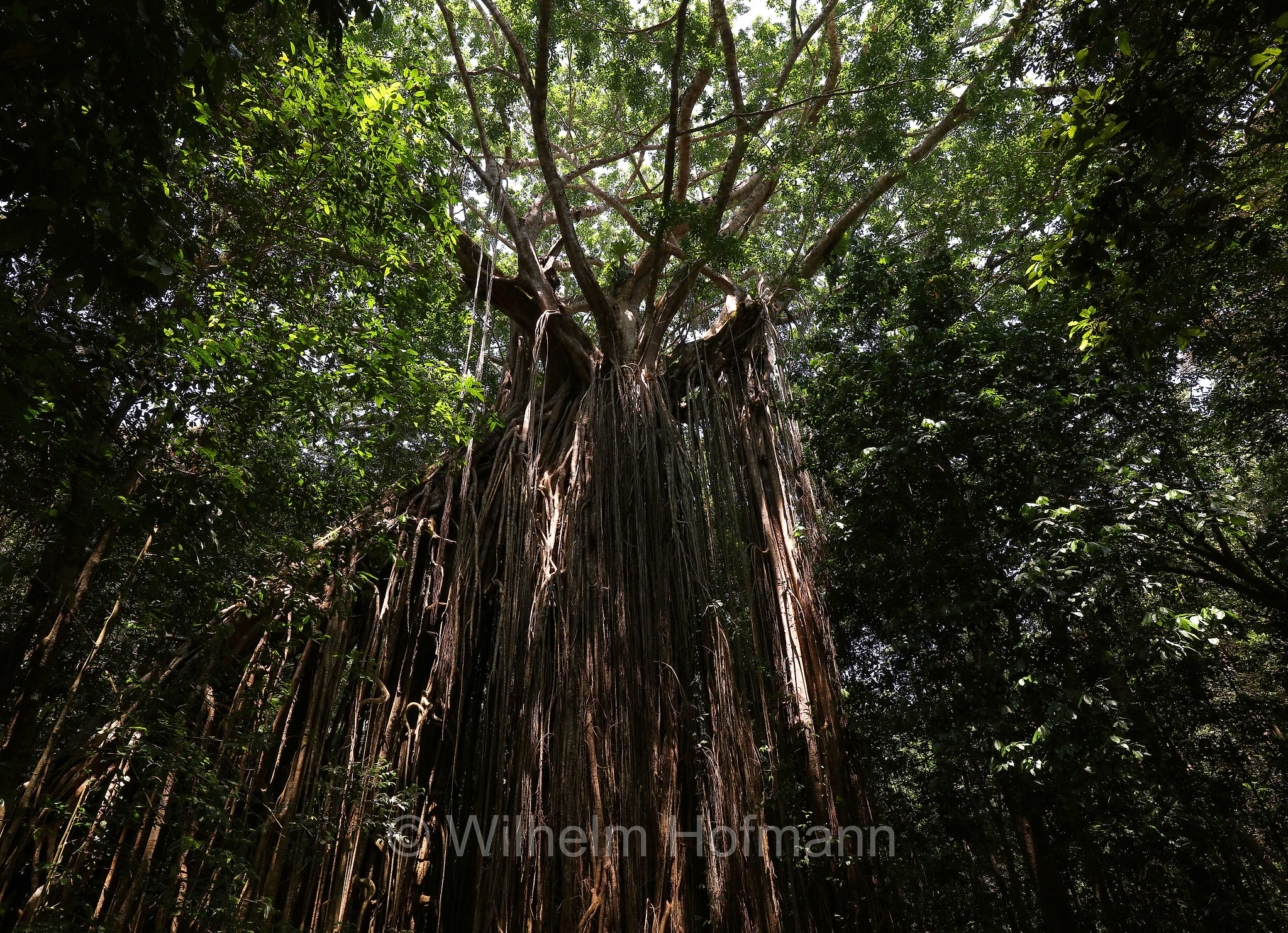 Curtain Fig Tree, Curtain Fig National Park, Curtain-Fig-Nationalpark, Atherton Tableland, Atherton Tablelands, Queensland, Australia, Australien