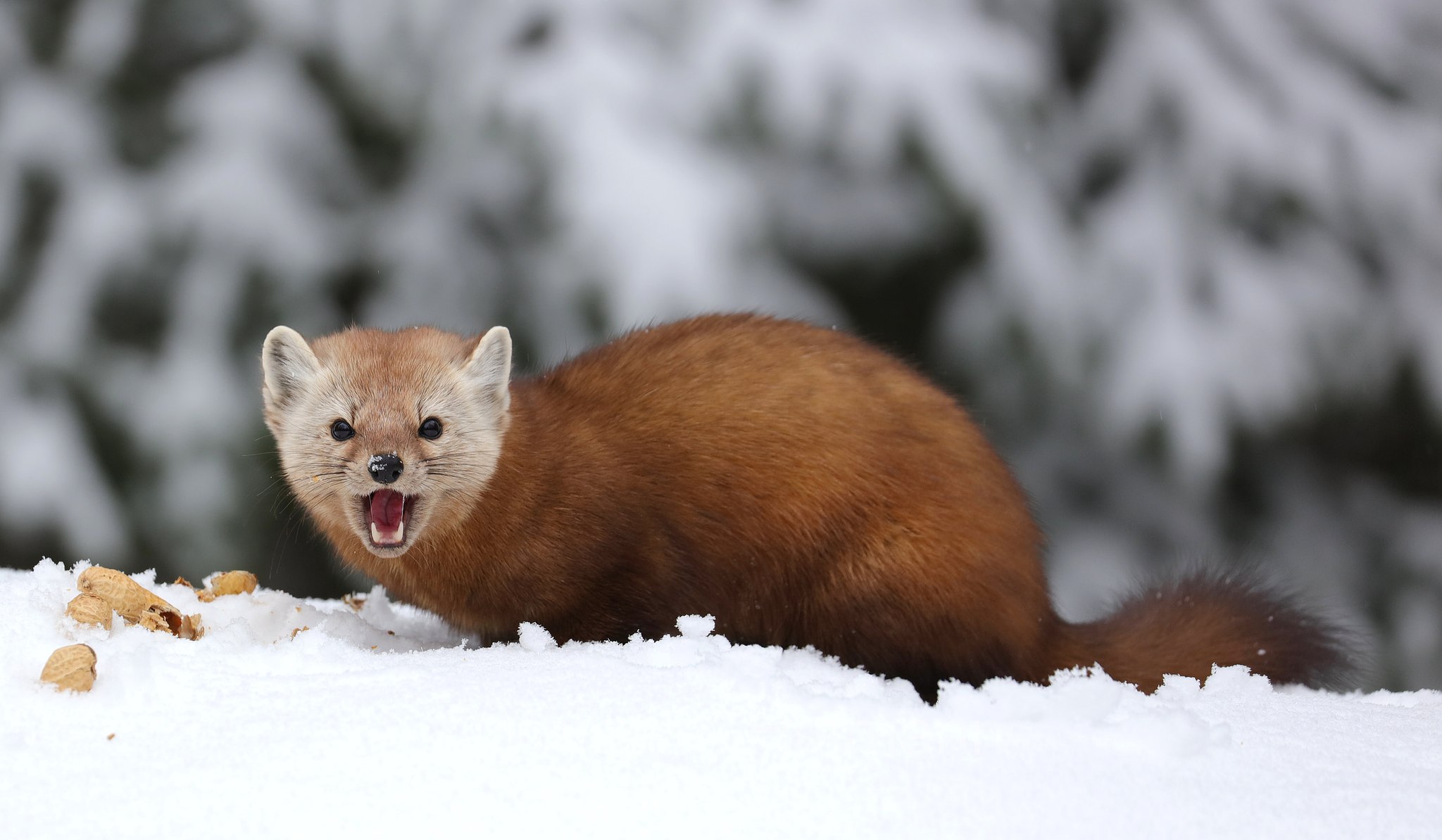 Martes americana, American marten, American pine marten, pine marten, Fichtenmarder, martora americana, Costello Creek, Algonquin Provincial Park, Parco provinciale di Algonquin, Ontario, Canada, Kanada