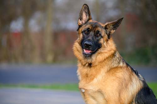 Best In Show