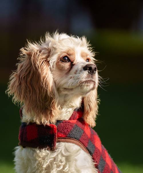 Dog Photography Sessions