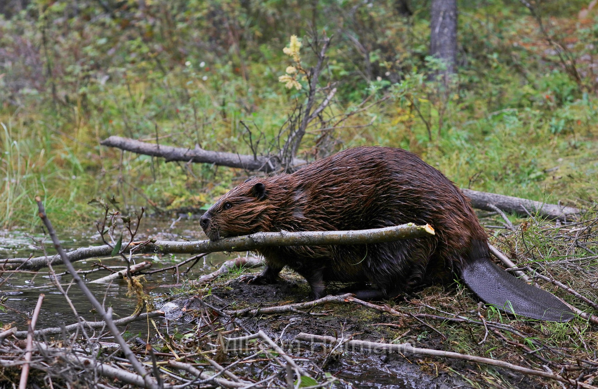 Castor canadensis, North American Beaver, American beaver, Canadian beaver, Kanadische Biber, Amerikanische Biber, castoro americano, Horseshoe Lake, Denali National Park, Denali National Park and Preserve, Denali-Nationalpark, Parco nazionale del Denali, Alaska, USA