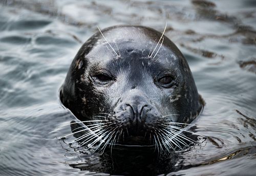 Zootiere