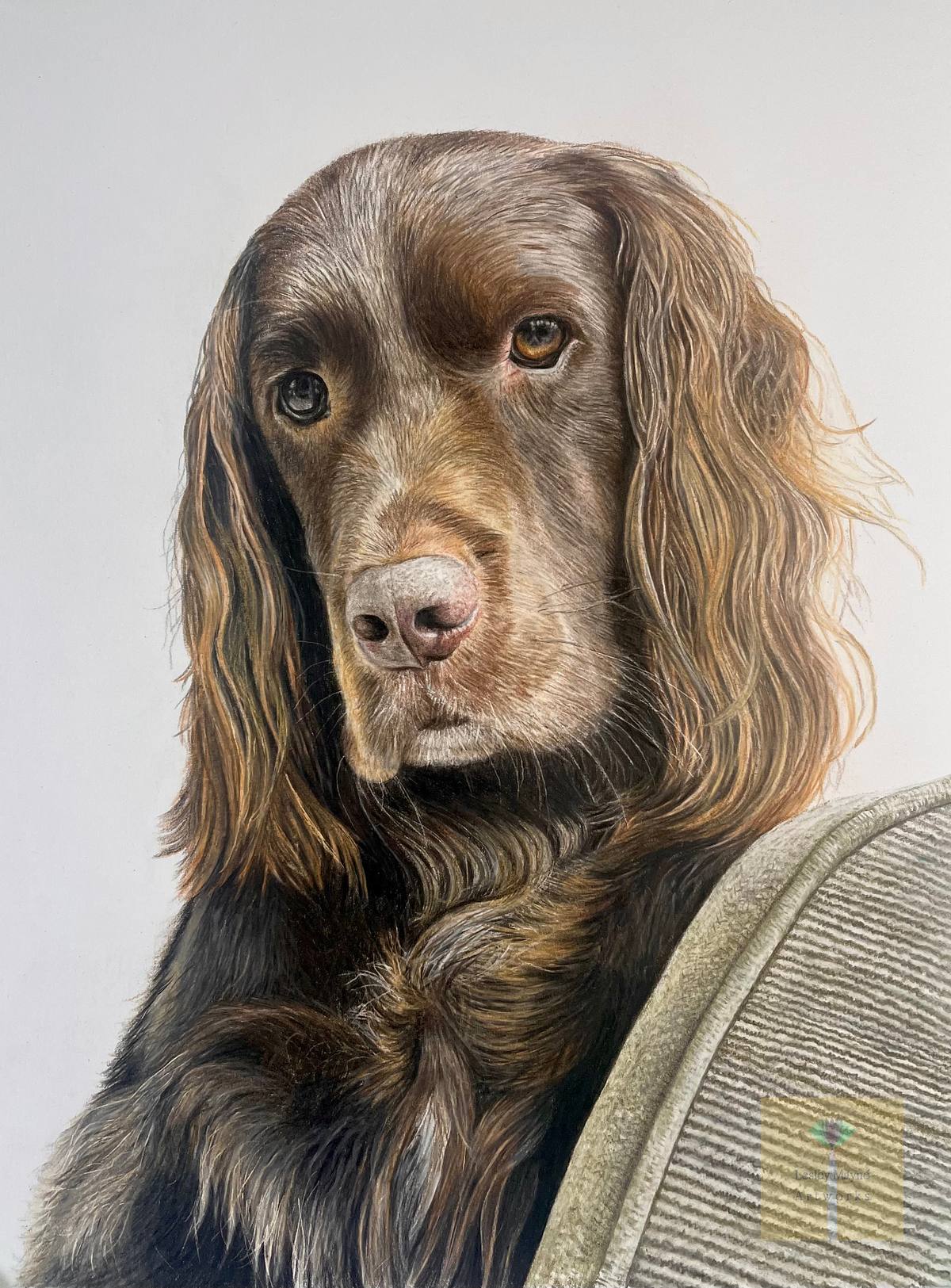 Springador, brown spaniel cross, pet portrait, brown dog on sofa portrait, memorial portrait of Bruce the Springador, Springador pet portrait, coloured pencil dog portrait