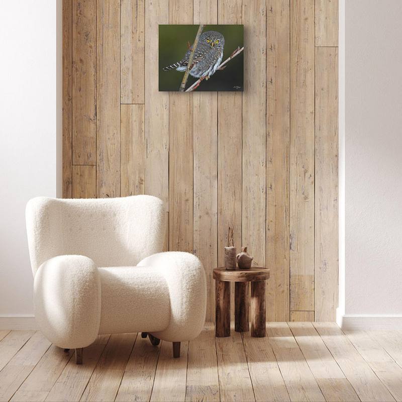 Small and Fierce (Northern Pygmy Owl)